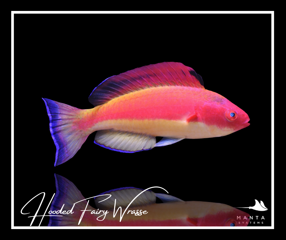 Hooded Fairy Wrasse